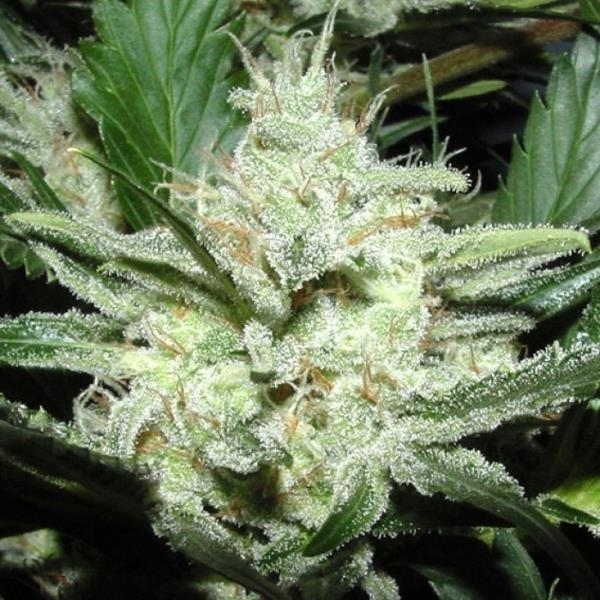 Sensi Star (Paradise Seeds) Feminiserade