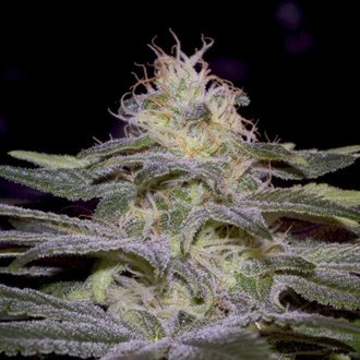 Sensi Star (Paradise Seeds) Feminiserade