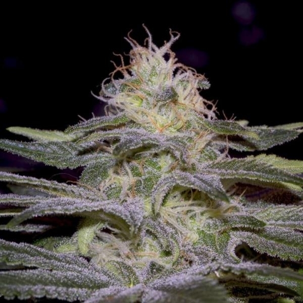 Sensi Star (Paradise Seeds) Feminiserade