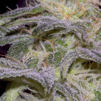 Sensi Star (Paradise Seeds) Feminiserade