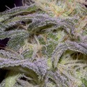 Sensi Star (Paradise Seeds) Feminiserade