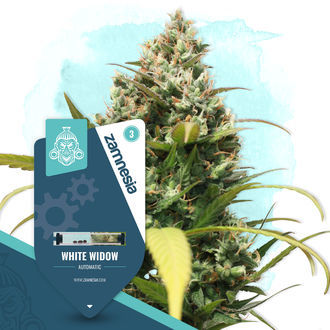 White Widow Autoflower (Zamnesia Seeds) Feminiserade