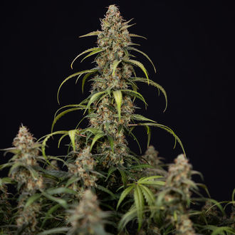 Sticky Beast Autoflower (Zamnesia Seeds) Feminiserade