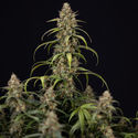 Sticky Beast Autoflower (Zamnesia Seeds) Feminiserade