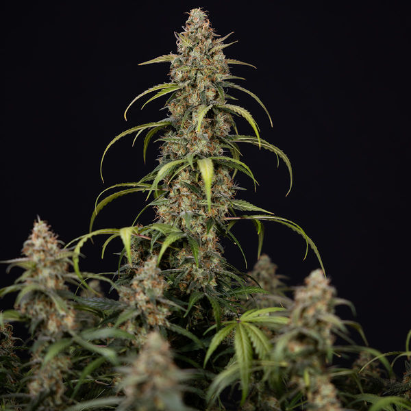Sticky Beast Autoflower (Zamnesia Seeds) Feminiserade