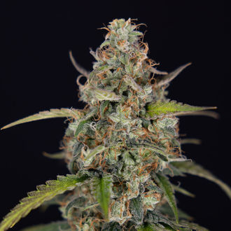 Sticky Beast Autoflower (Zamnesia Seeds) Feminiserade
