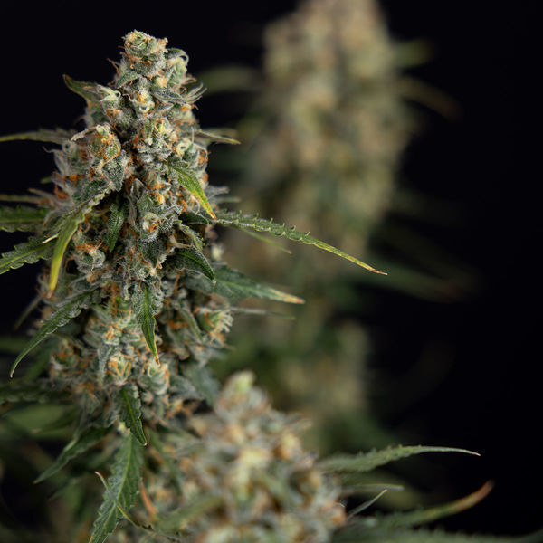 Sticky Beast Autoflower (Zamnesia Seeds) Feminiserade