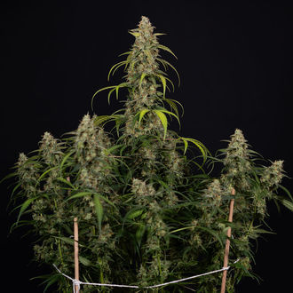 Sticky Beast Autoflower (Zamnesia Seeds) Feminiserade
