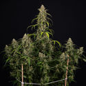 Sticky Beast Autoflower (Zamnesia Seeds) Feminiserade