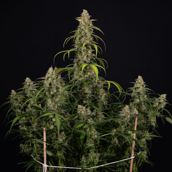 Sticky Beast Autoflower (Zamnesia Seeds) Feminiserade