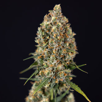 Sticky Beast Autoflower (Zamnesia Seeds) Feminiserade