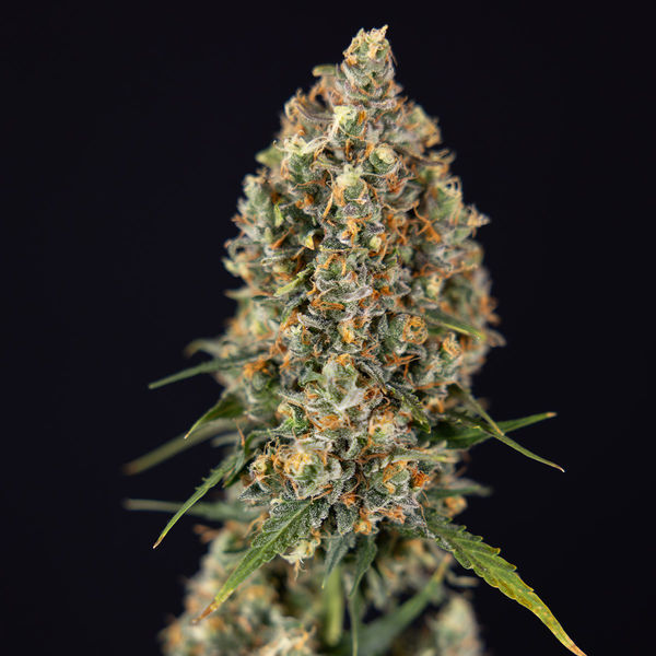 Sticky Beast Autoflower (Zamnesia Seeds) Feminiserade