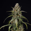 Sticky Beast Autoflower (Zamnesia Seeds) Feminiserade