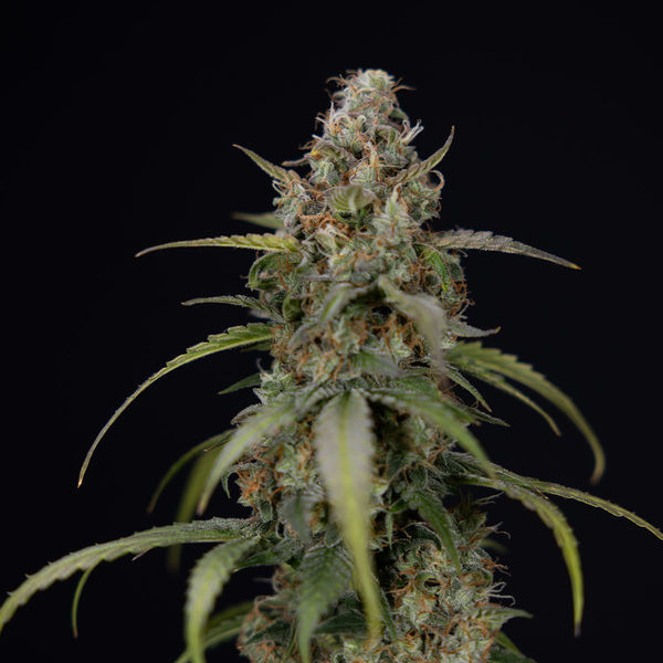Sticky Beast Autoflower (Zamnesia Seeds) Feminiserade