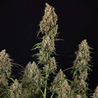 Sticky Beast Autoflower (Zamnesia Seeds) Feminiserade