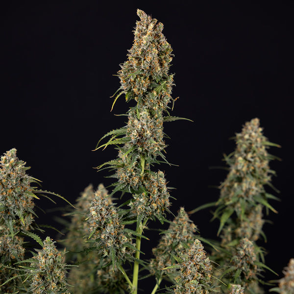 Sticky Beast Autoflower (Zamnesia Seeds) Feminiserade