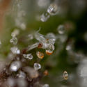 Sticky Beast Autoflower (Zamnesia Seeds) Feminiserade