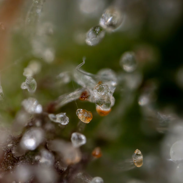Sticky Beast Autoflower (Zamnesia Seeds) Feminiserade