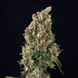 Sticky Beast Autoflower (Zamnesia Seeds) Feminiserade