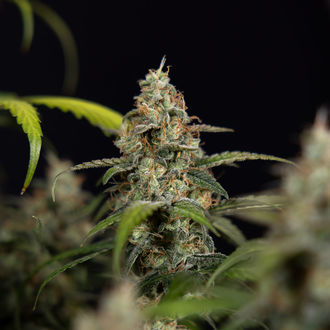 Sticky Beast Autoflower (Zamnesia Seeds) Feminiserade