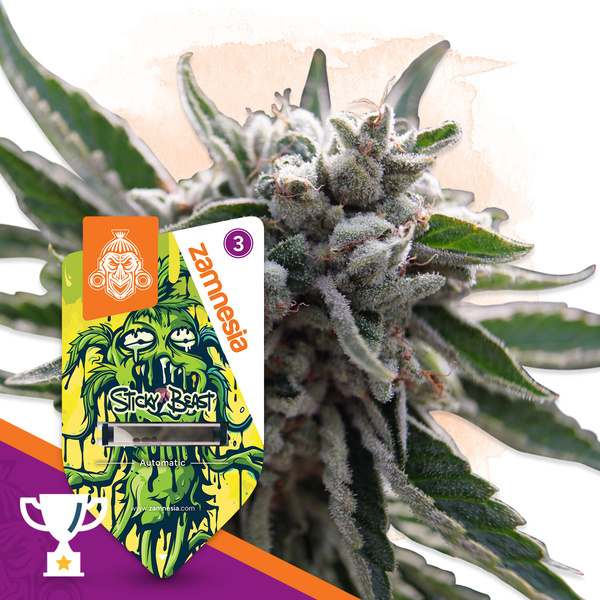 Sticky Beast Autoflower (Zamnesia Seeds) Feminiserade