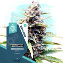 Amnesia Skunk Autoflower (Zamnesia Seeds) Feminiserade