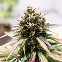 Amnesia Skunk Autoflower (Zamnesia Seeds) Feminiserade