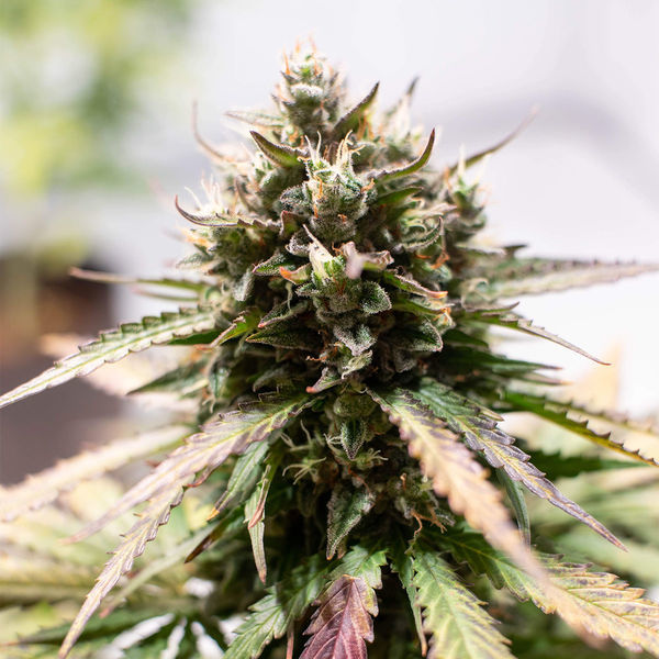 Amnesia Skunk Autoflower (Zamnesia Seeds) Feminiserade