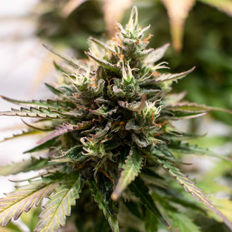 Amnesia Skunk Autoflower (Zamnesia Seeds) Feminiserade