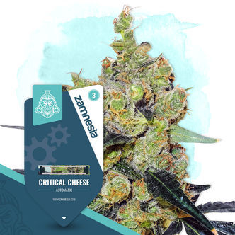 Critical Cheese Automatic (Zamnesia Seeds) feminiserade