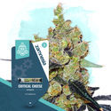 Critical Cheese Autoflower (Zamnesia Seeds) Feminiserade