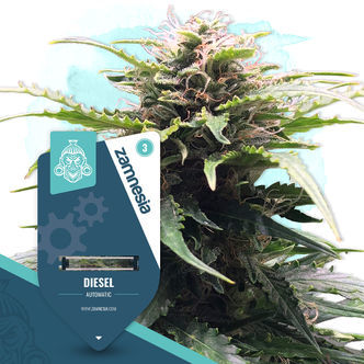 Diesel Automatic (Zamnesia Seeds) feminiserade