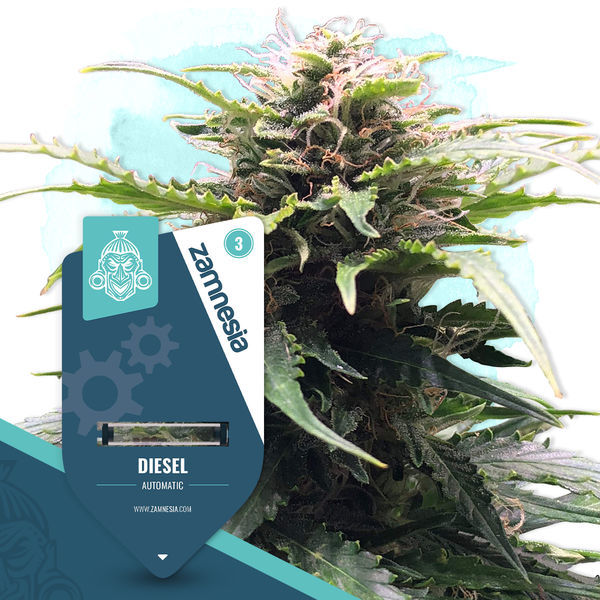 Diesel Autoflower (Zamnesia Seeds) Feminiserade