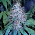 Grape Kush (Cali Connection) Feminiserade