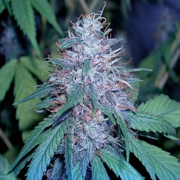 Grape Kush (Cali Connection) Feminiserade