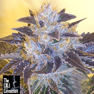 Grape OG (Cali Connection) Feminiserade