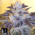 Grape OG (Cali Connection) Feminiserade