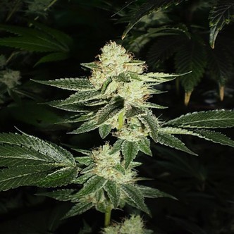 Louis XIII OG (Cali Connection) feminiserade cannabisfr&ouml;n