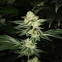 Louis XIII OG (Cali Connection) Feminiserade