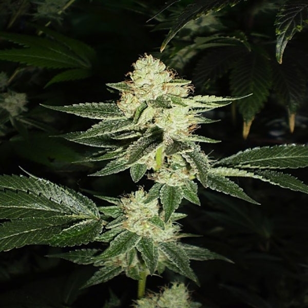 Louis XIII OG (Cali Connection) Feminiserade
