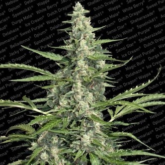 Pandora (Paradise Seeds) feminiserade cannabisfr&ouml;n