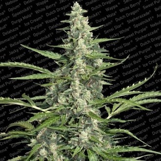 Pandora (Paradise Seeds) Feminiserade