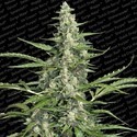 Pandora (Paradise Seeds) Feminiserade