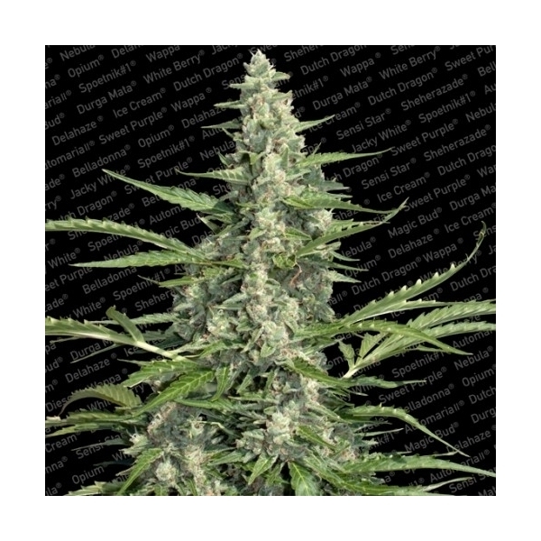Pandora (Paradise Seeds) Feminiserade