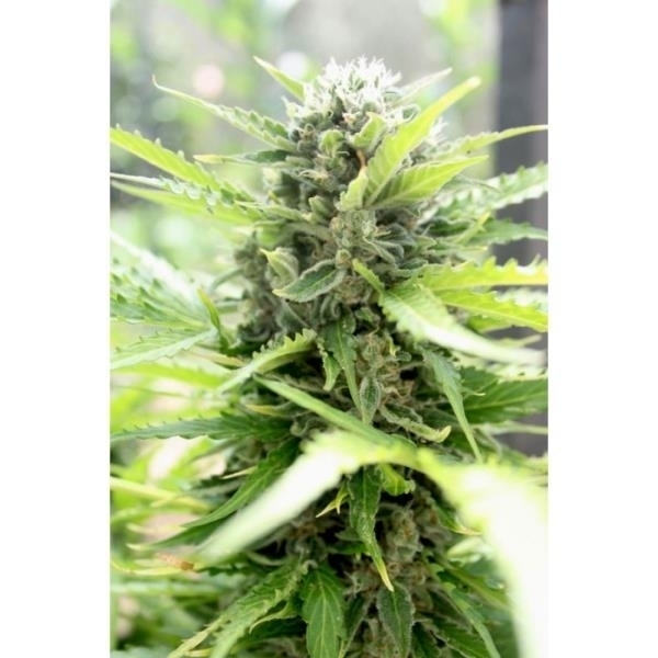 Pandora (Paradise Seeds) Feminiserade