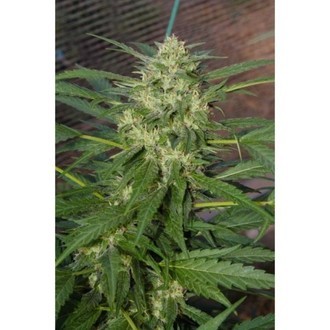 Pandora (Paradise Seeds) Feminiserade