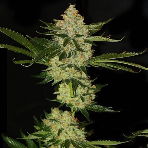 UnderDawg OG (T.H.Seeds) Feminiserade