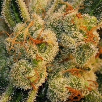 Auto Bubblegum (T.H.Seeds) Feminiserade