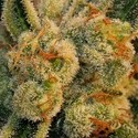 Auto Bubblegum (T.H.Seeds) Feminiserade