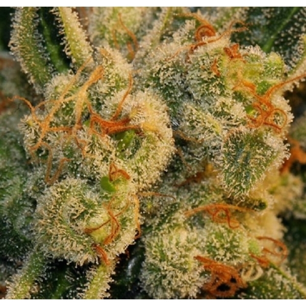 Auto Bubblegum (T.H.Seeds) Feminiserade
